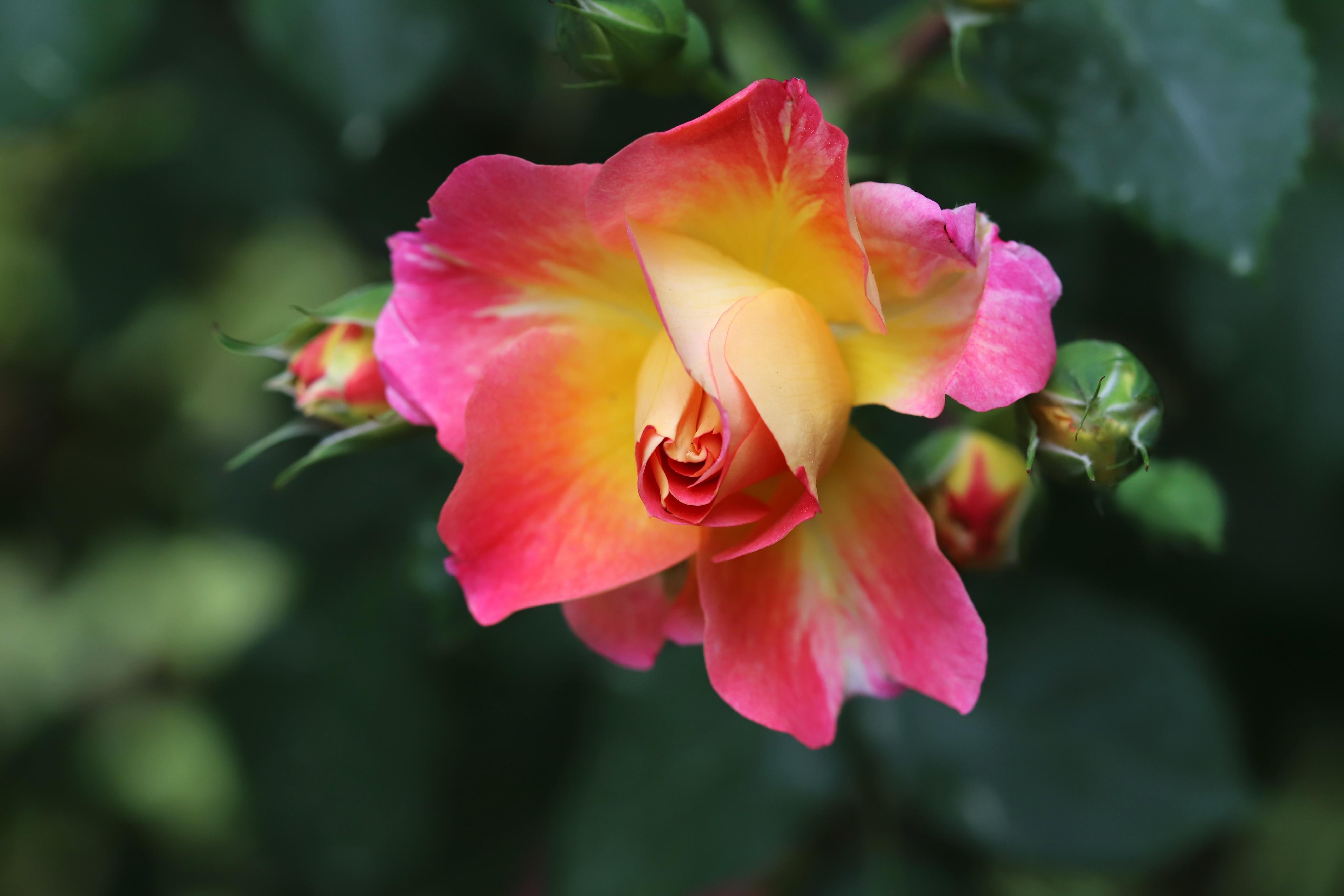 How long does roses last without water
