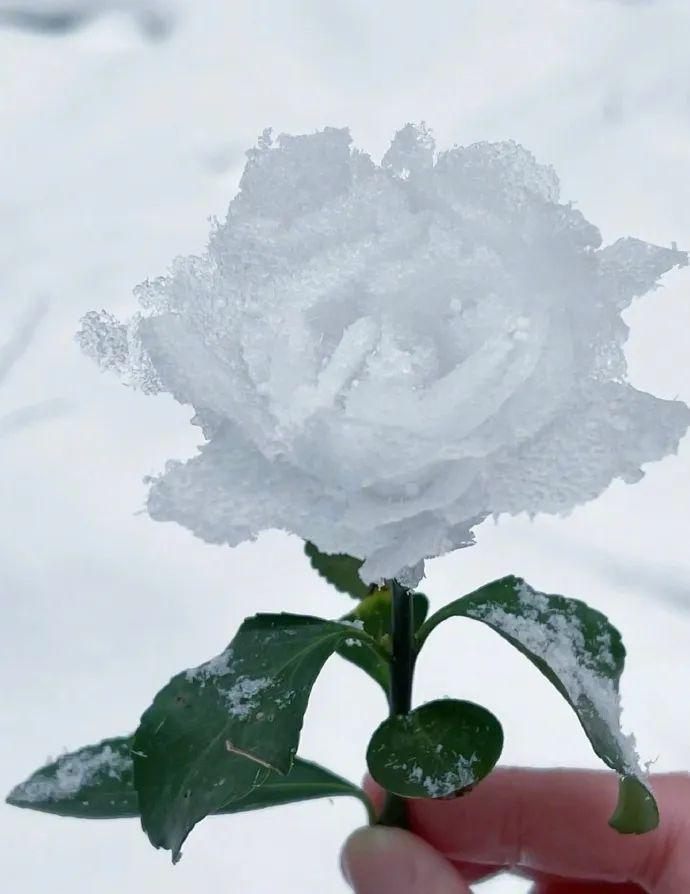 Are snow roses real