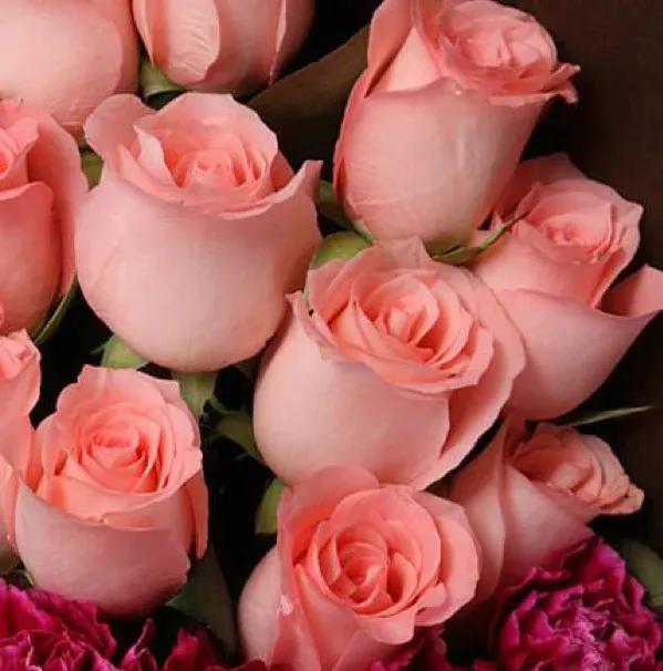 What do yellow roses signify(What do yellow roses represent)