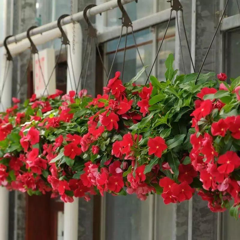 Flowers that last long, are beautiful and easy to grow