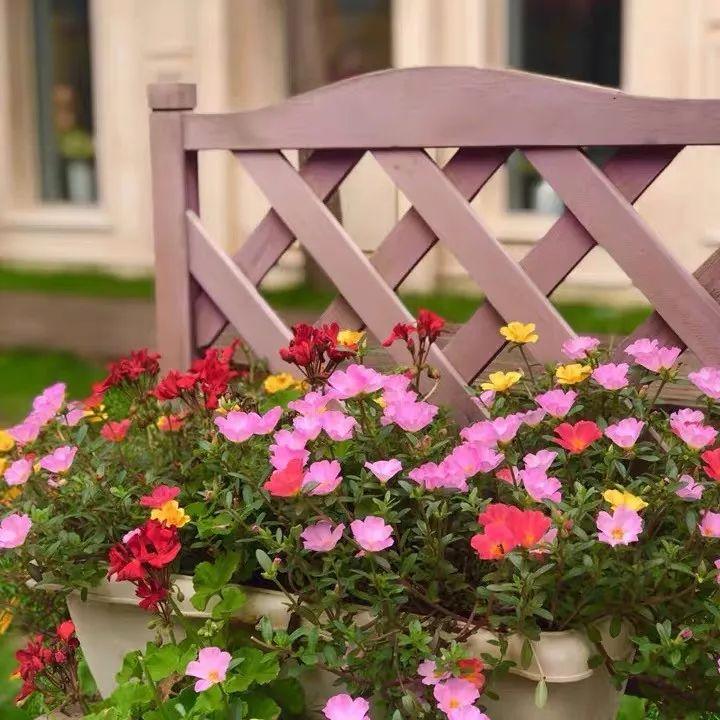 Flowers that last long, are beautiful and easy to grow