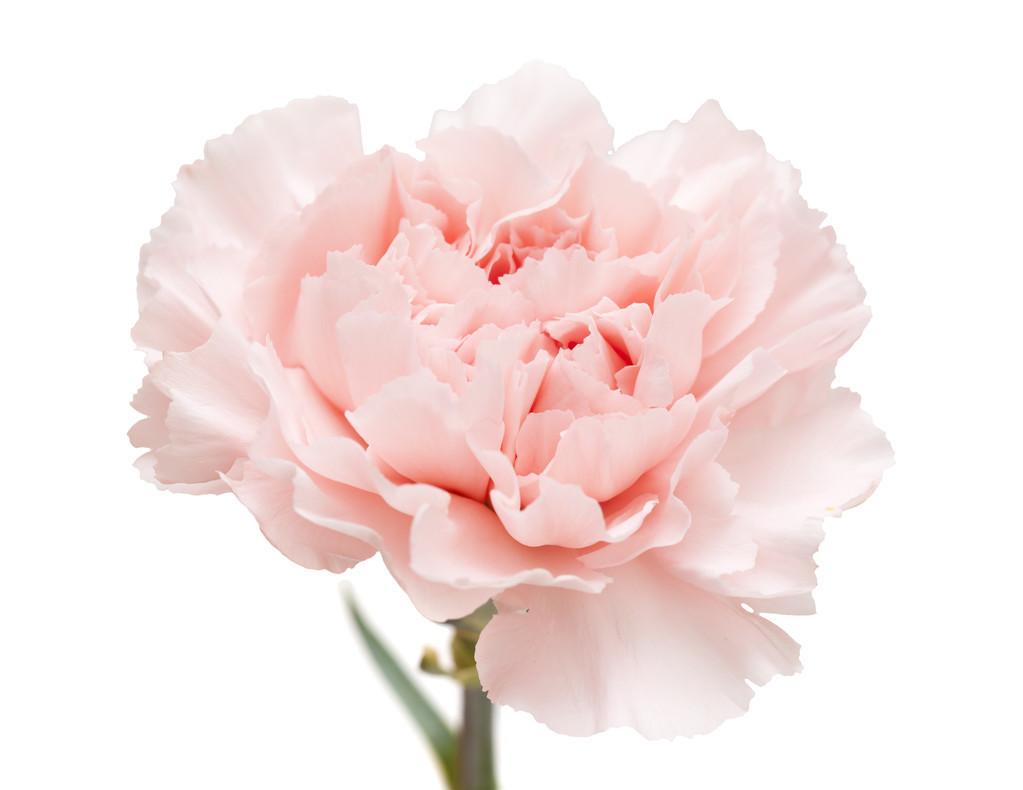 What color roses for mom
