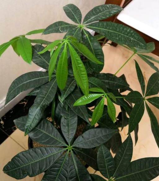 How to solve the problem of yellowing of the leaves of the potted fortune tree