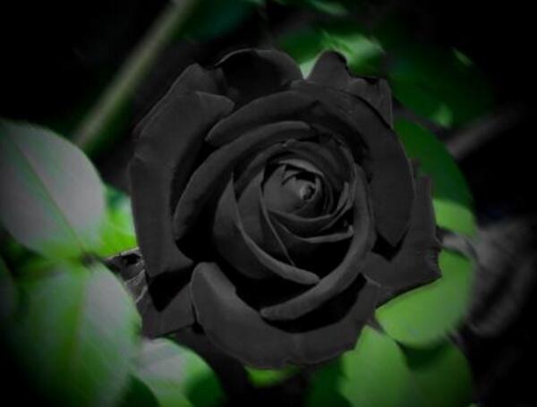 Is it respectful to send flowers at night?