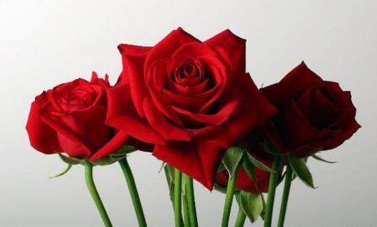 What do red roses mean