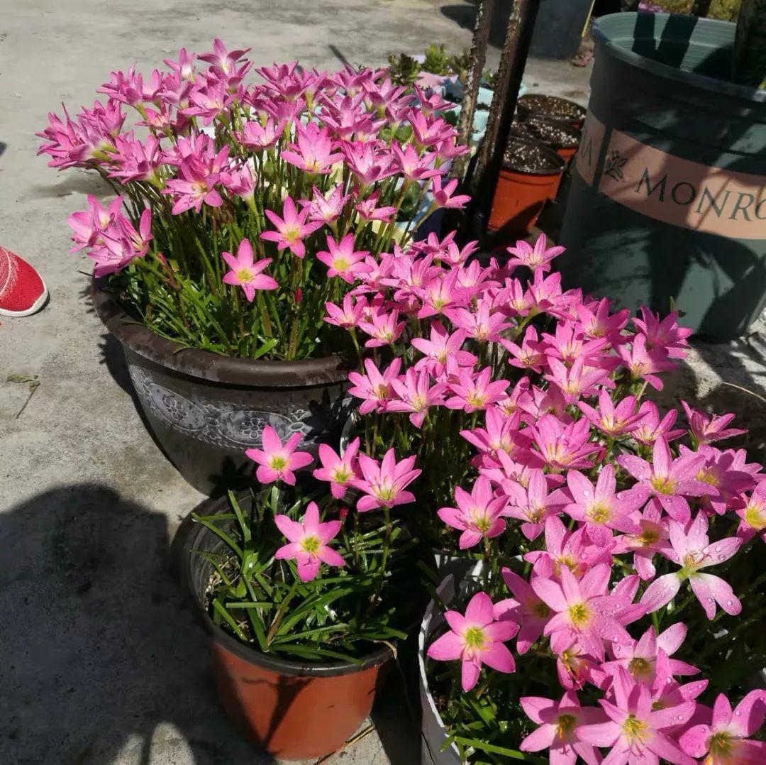 Flowers that last long, are beautiful and easy to grow