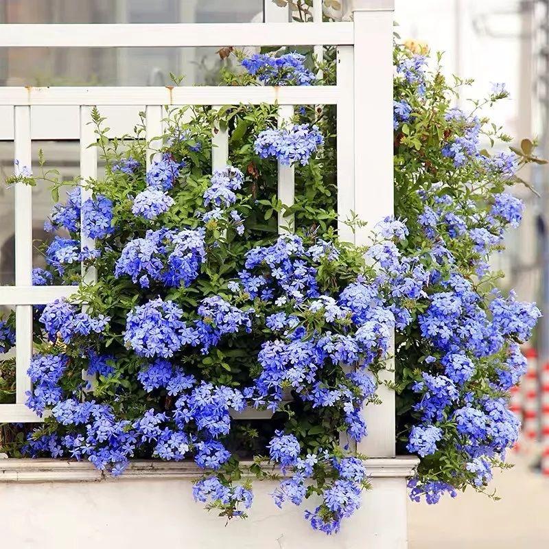 Flowers that last long, are beautiful and easy to grow