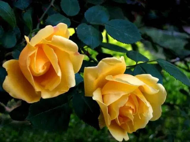 What do yellow roses signify(What do yellow roses represent)