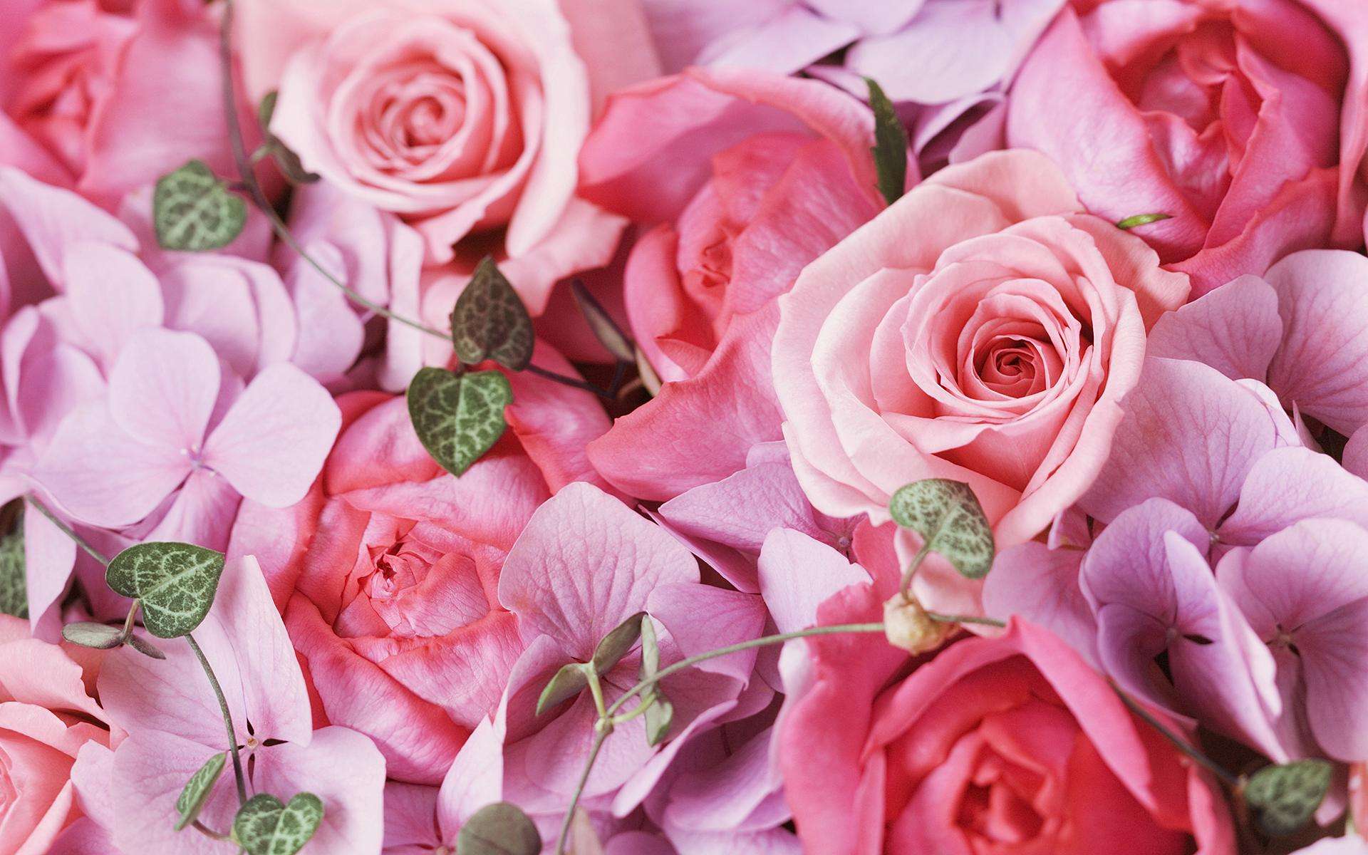 Is beer good for roses