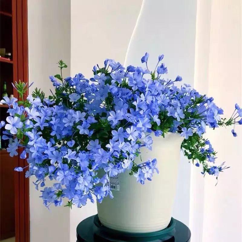 Flowers that last long, are beautiful and easy to grow