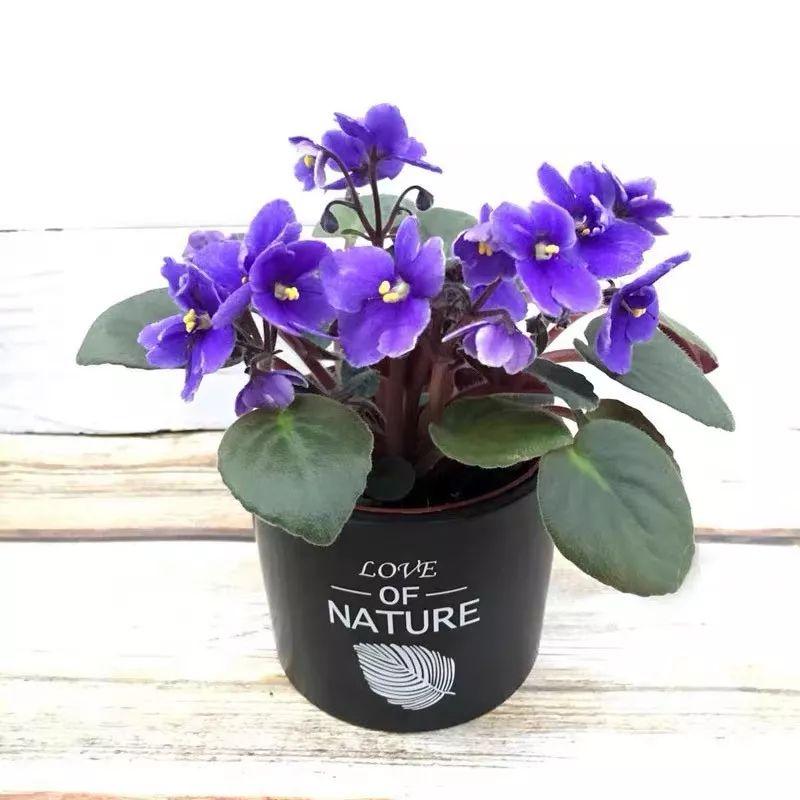 Flowers that last long, are beautiful and easy to grow