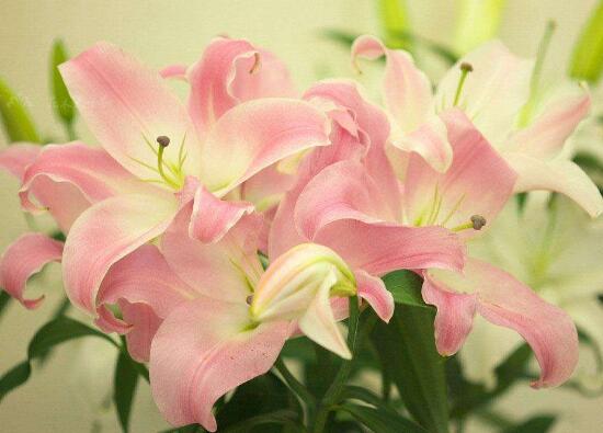 What color roses for mom