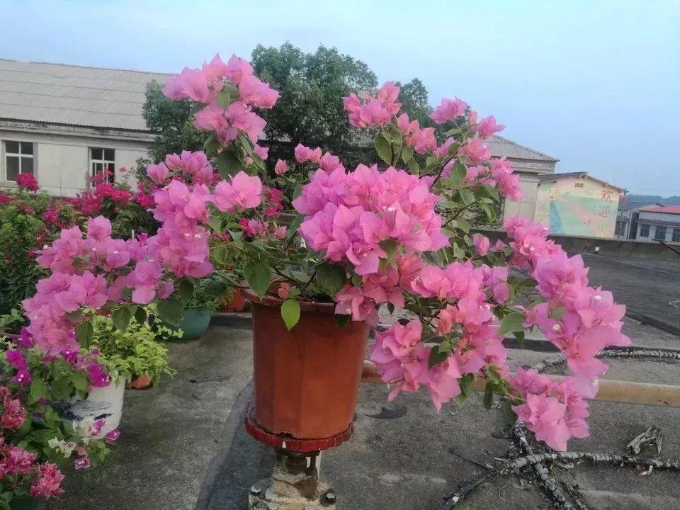 Flowers that last long, are beautiful and easy to grow
