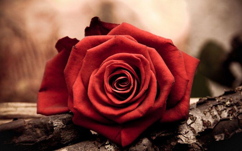 What do roses smell like(what do roses taste like)