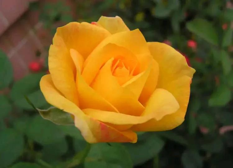 What do yellow roses signify(What do yellow roses represent)