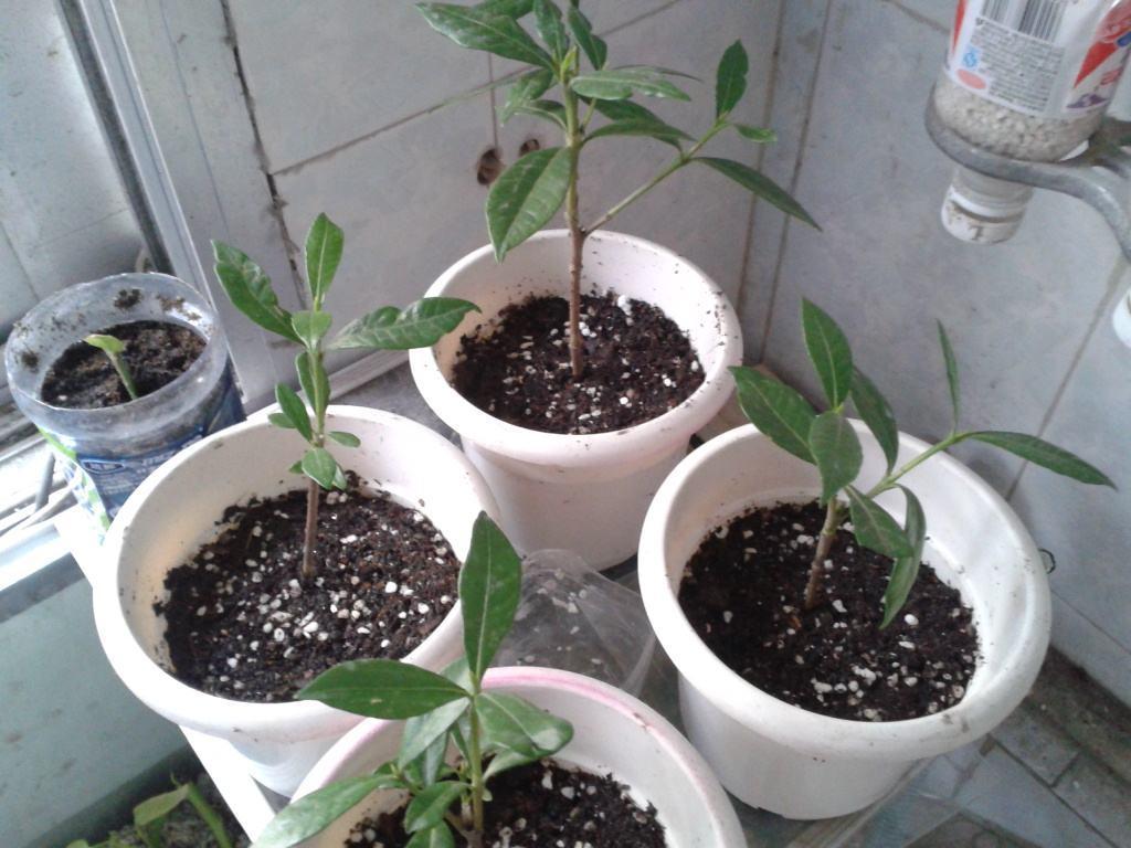 How to grow flowers in pots