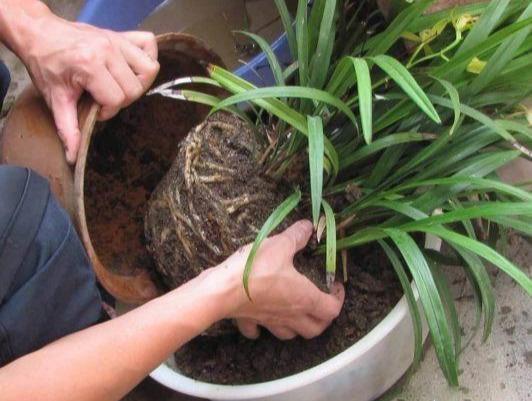 How to repot the flowerpot when the roots are full?