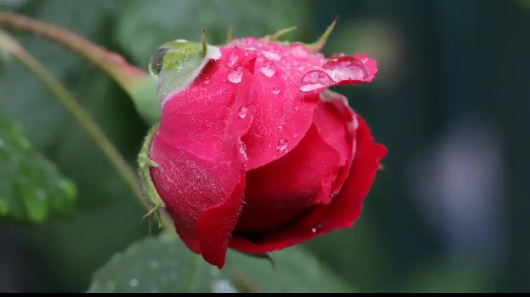 What are preserved roses