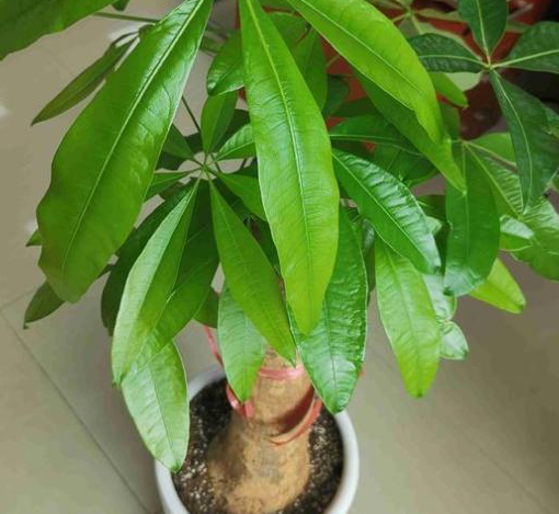 How to solve the problem of yellowing of the leaves of the potted fortune tree