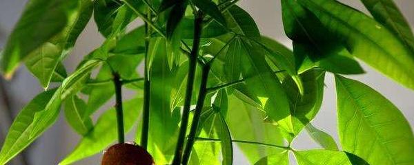 How to grow and water money trees