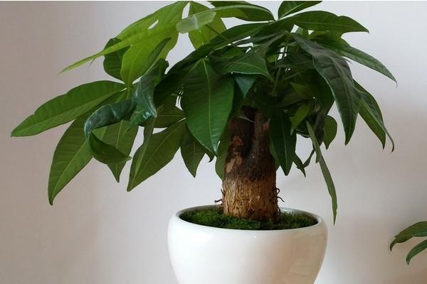 How often to water money tree
