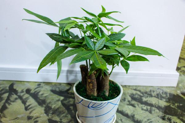 How often to water money tree