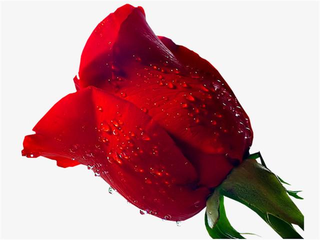 Do roses like acidic or alkaline soil