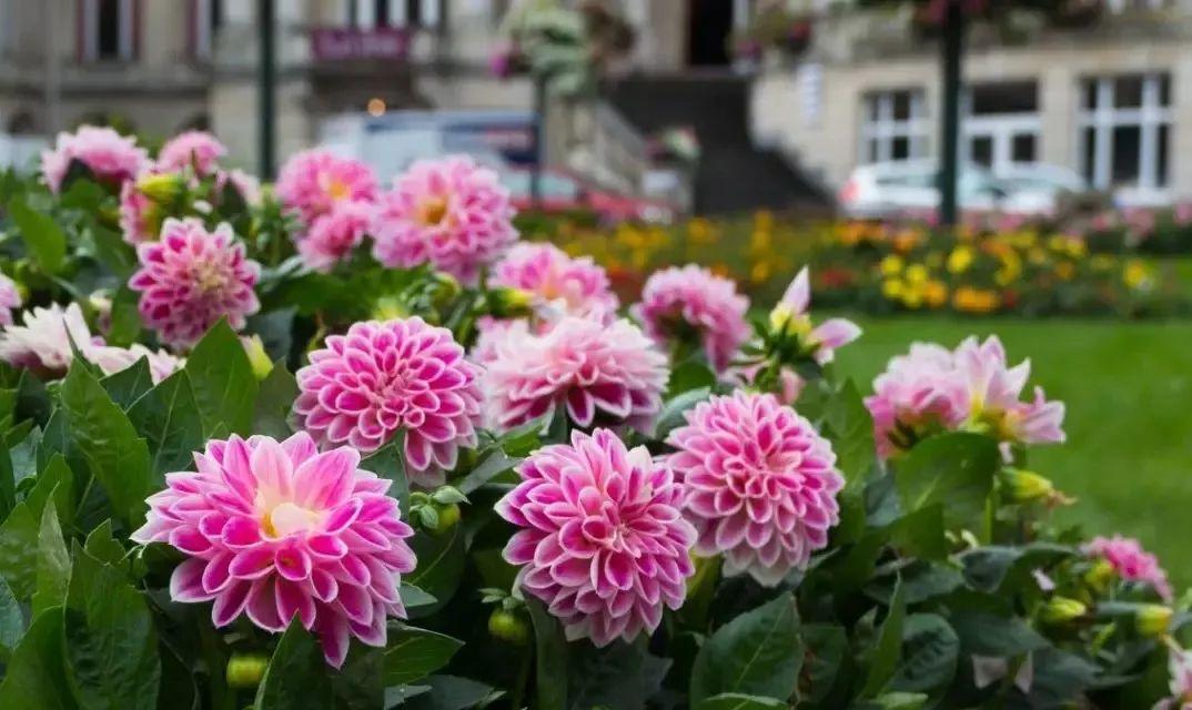 Flowers that last long, are beautiful and easy to grow