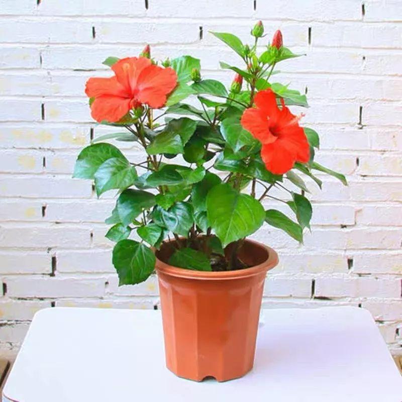 Flowers that last long, are beautiful and easy to grow