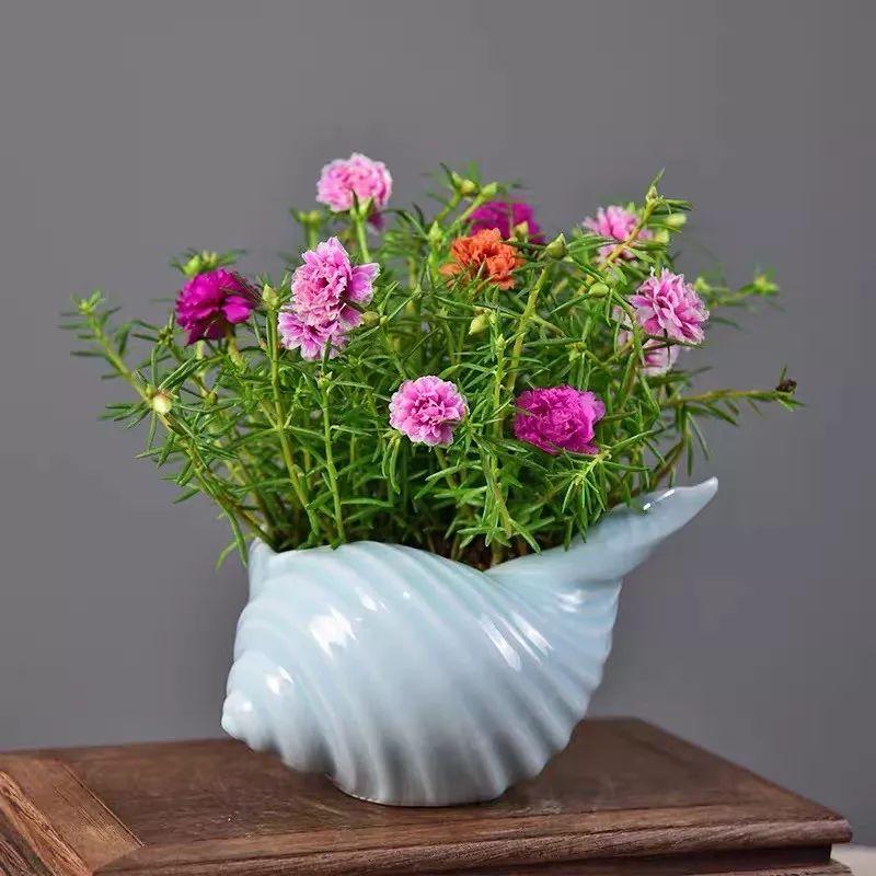 Flowers that last long, are beautiful and easy to grow
