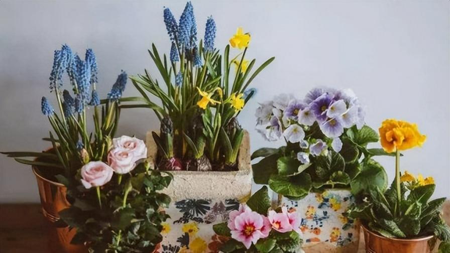 Appreciating flowers is a kind of enjoyment, and growing flowers is a personal hobby