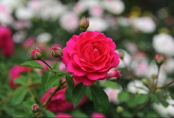 When to fertilize roses