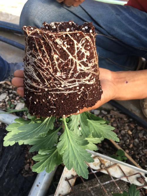 How to grow flowers in pots