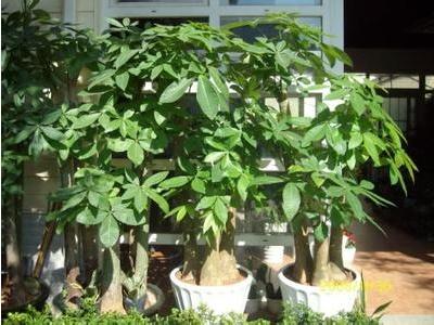 How to grow and water money trees