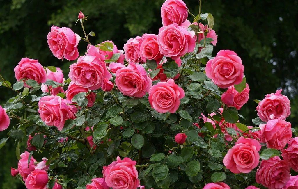 When to cut back roses for winter