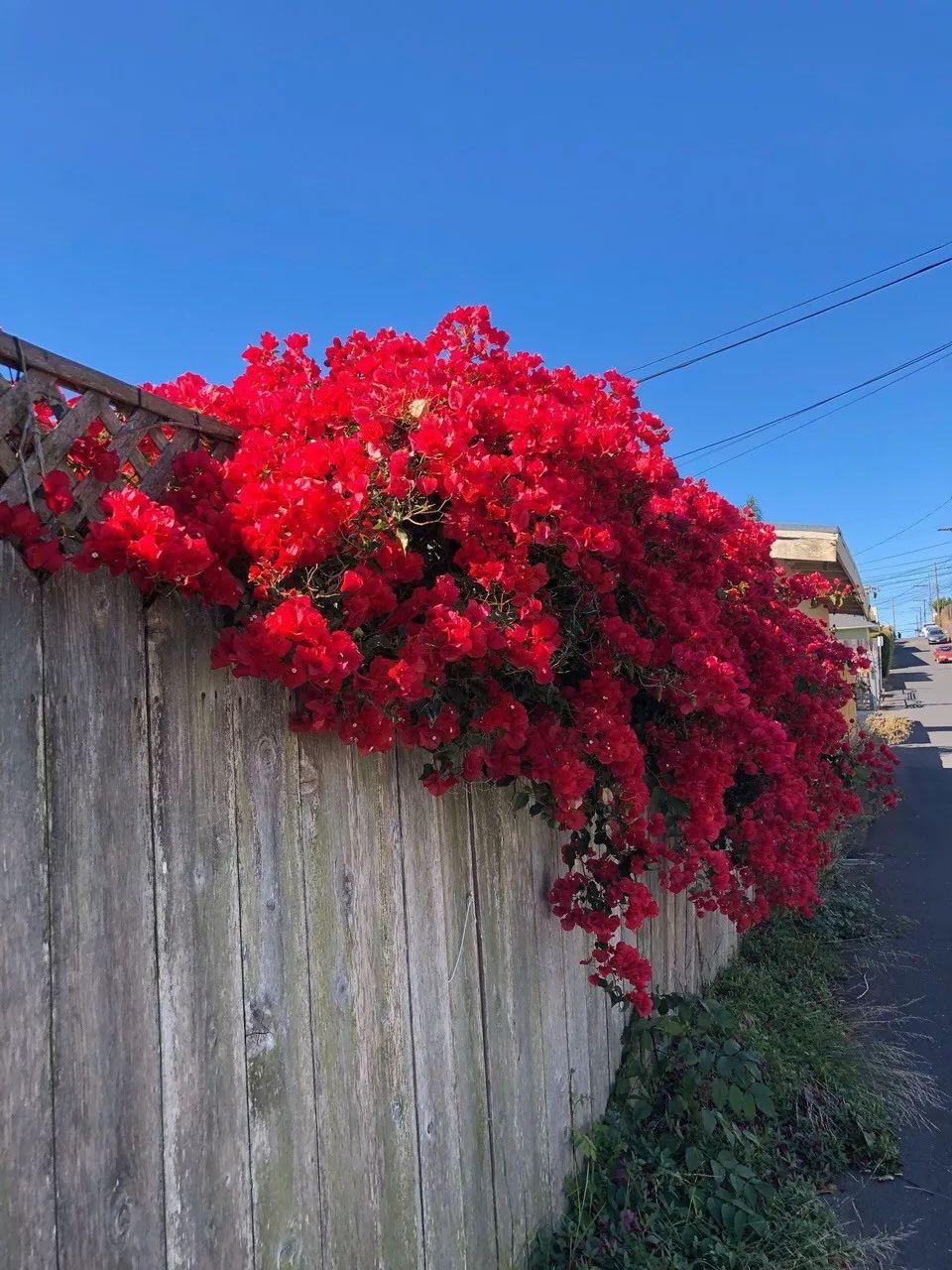 Flowers that last long, are beautiful and easy to grow