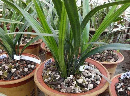 Can coal ash be mixed directly with soil to grow flowers?