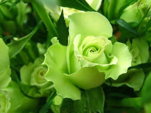 What color roses for mom