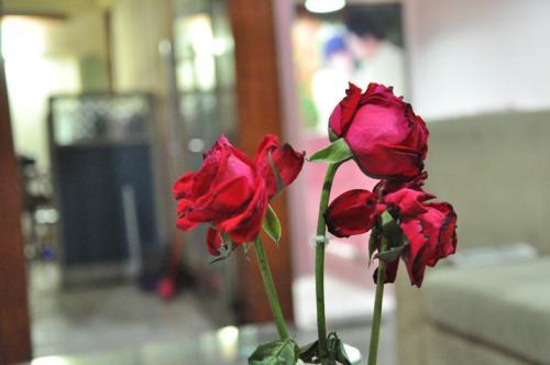 How to keep roses alive in a vase