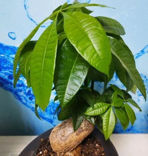 How to solve the problem of yellowing of the leaves of the potted fortune tree