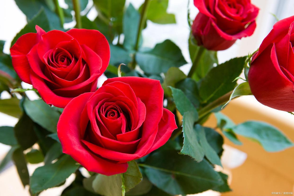 What color roses for mom