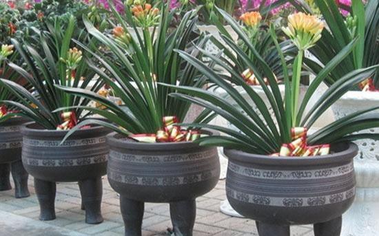 How to repot the flowerpot when the roots are full?