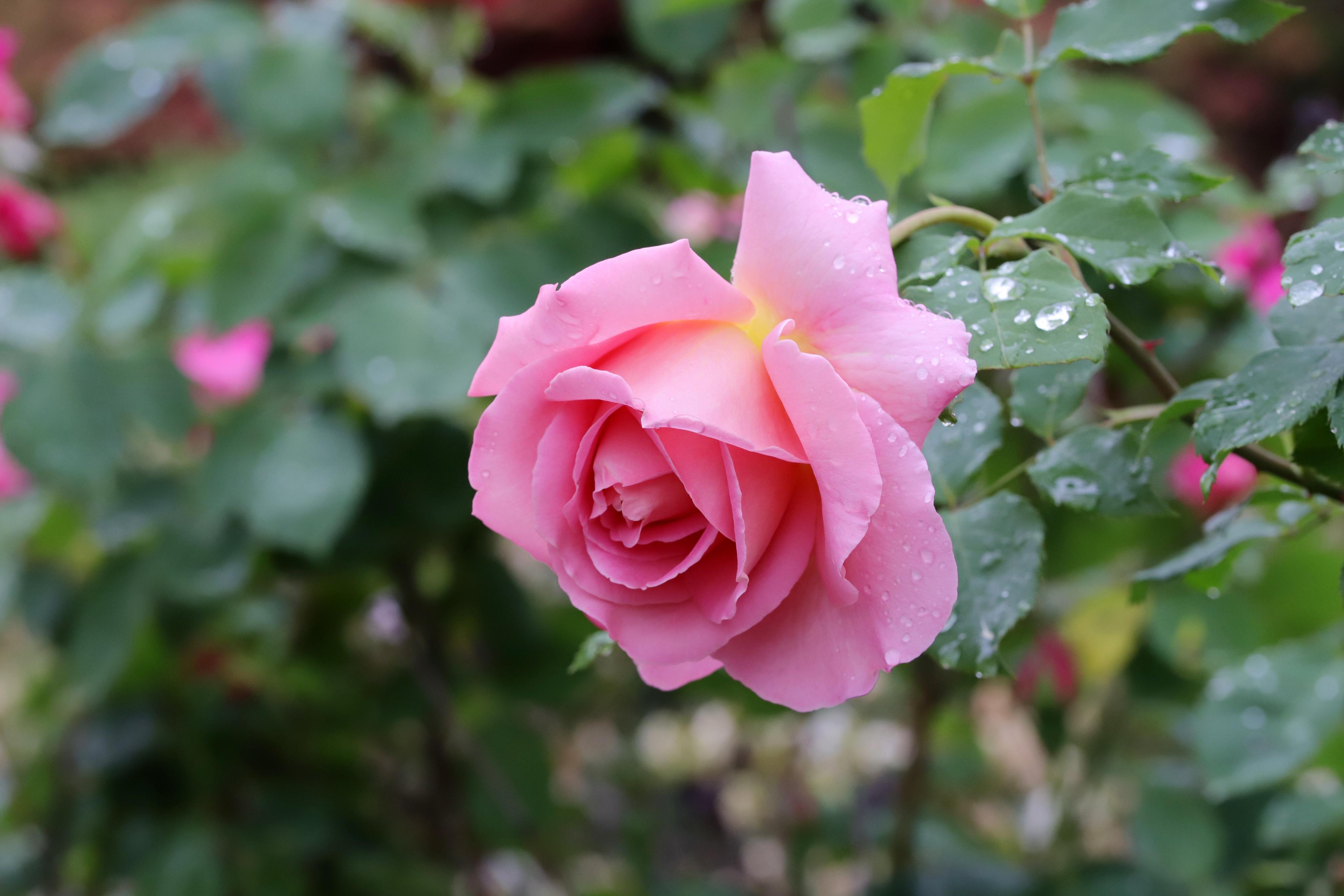 How long does roses last without water