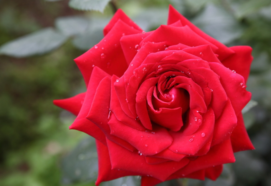 What do yellow roses signify(What do yellow roses represent)