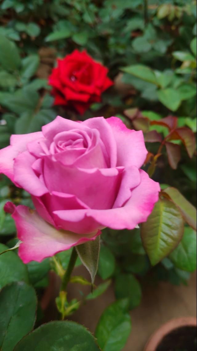 When can i move my roses