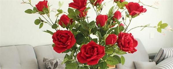 Can you grow roses indoors