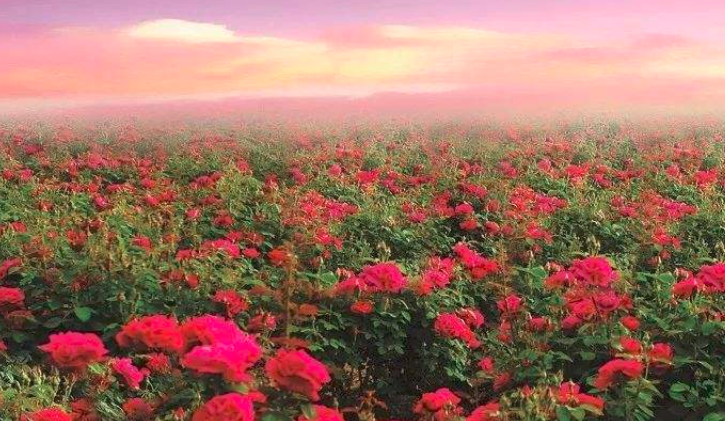 Why roses are not blooming
