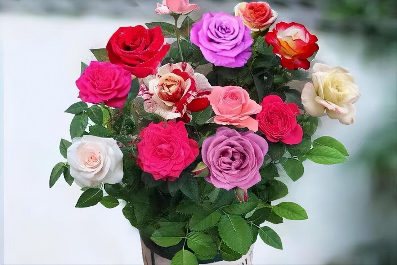 How to winterize roses in pots