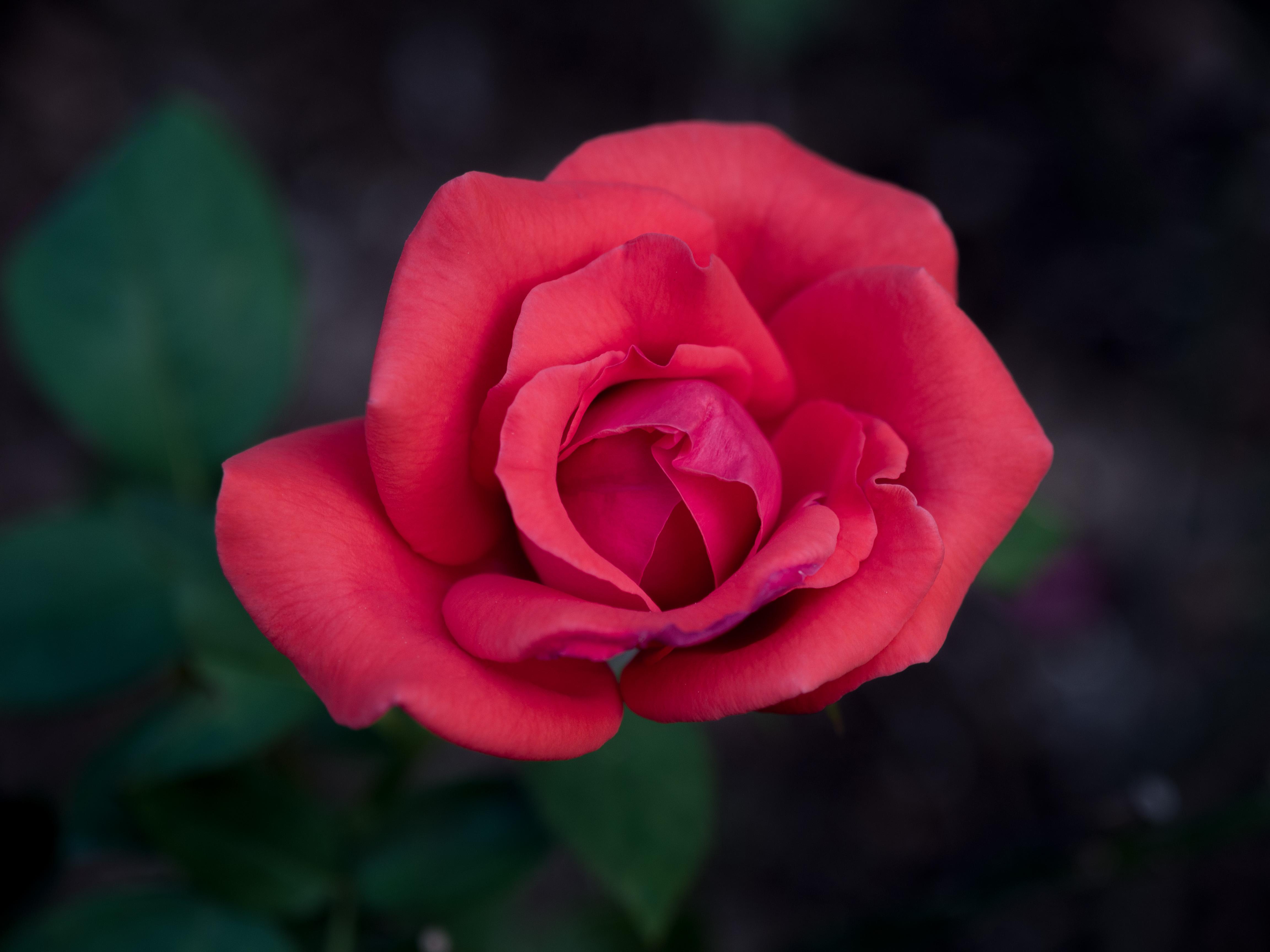hould yellow leaves be removed from roses