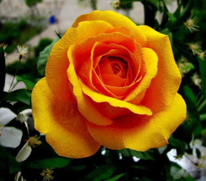 Are orange roses natural